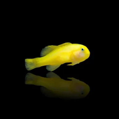 Gobiodon Okinawae - Gelbe Korallengrundel bestellen ? l Coralandfishstore.nl