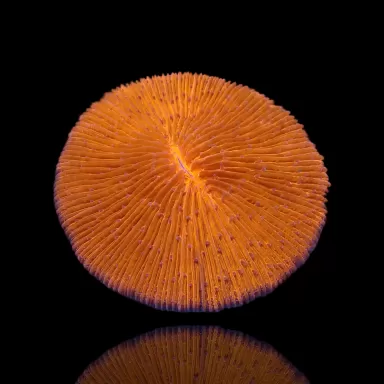 Fungia sp Ultra Orange.