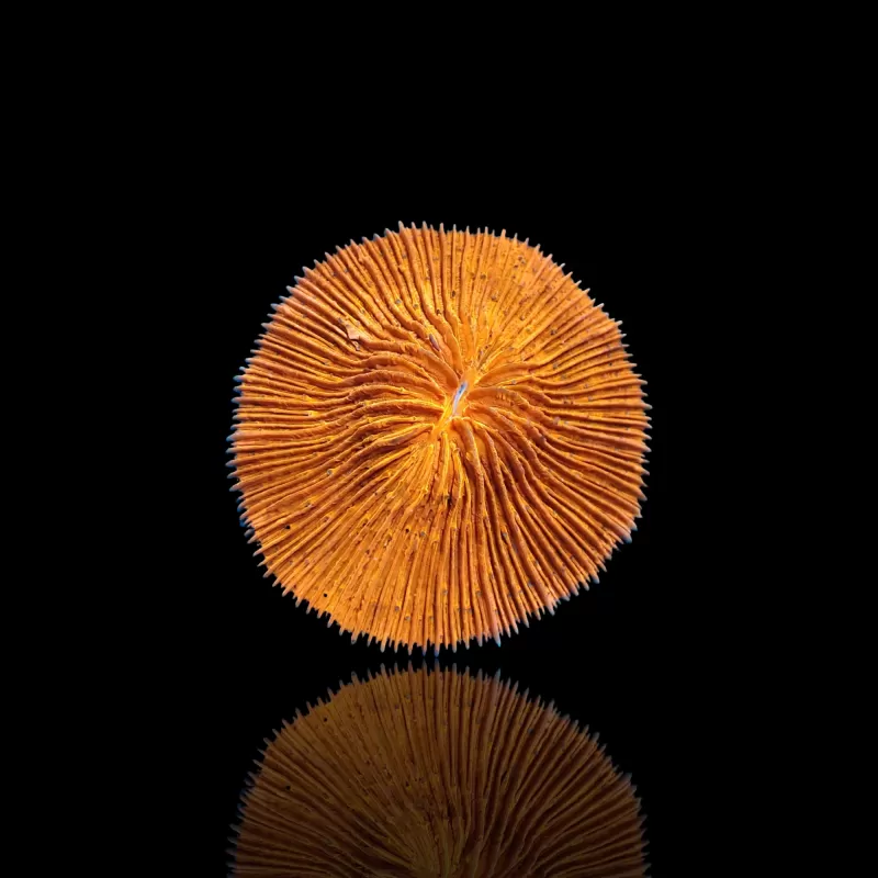 Fungia sp Ultra Orange kopen | Coralandfishstore.nl