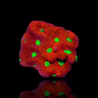 Favites War Coral frag Australia bestellen? l Coralandfishstore.nl