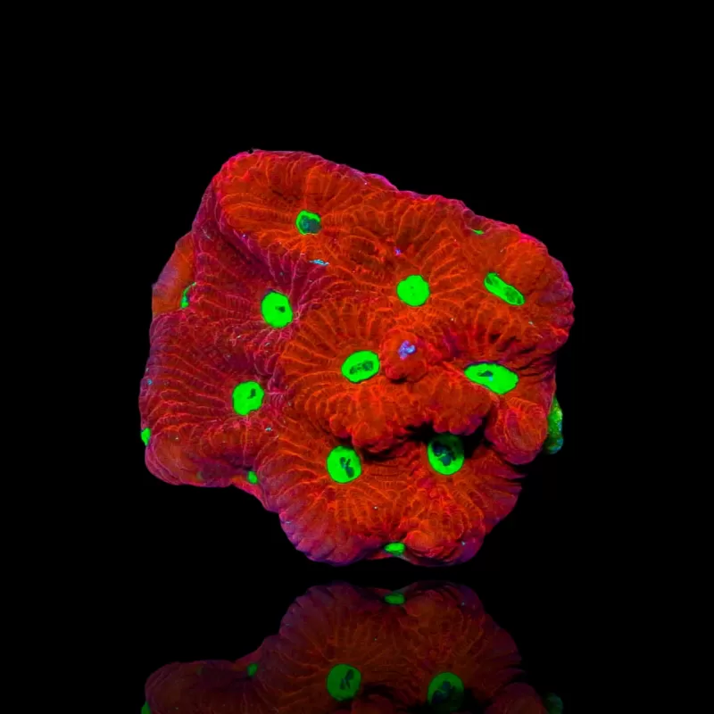 Favites War Coral Favites War Coral