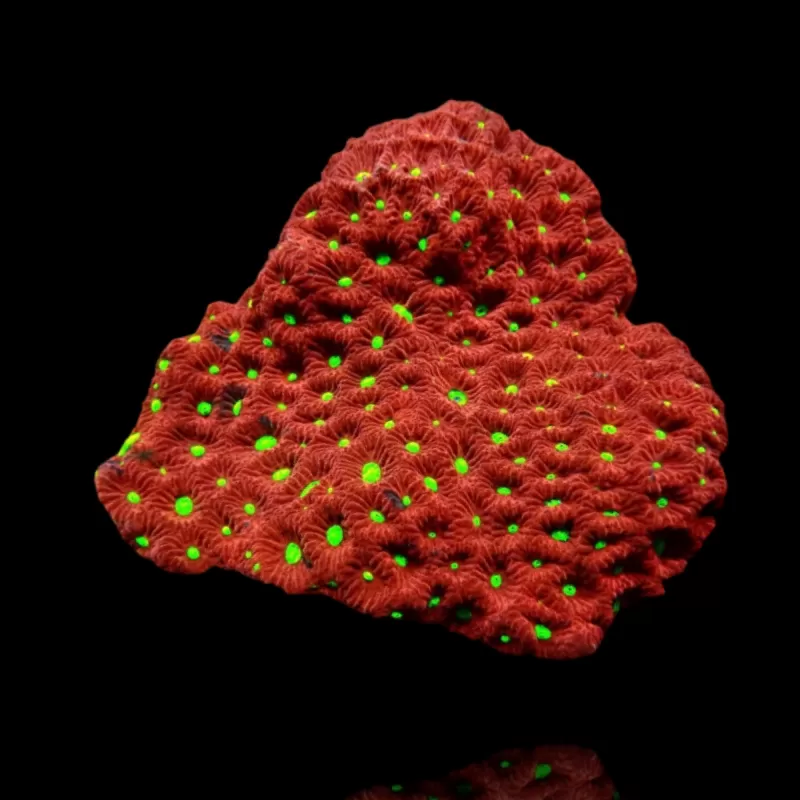 Favites Ultra War Coral bestellen ? l Coralandfishstore.nl