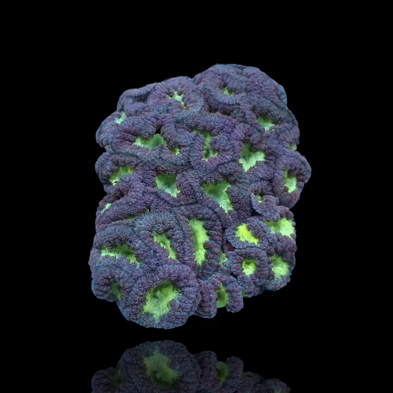 Kaufen Sie Blastomusa Wellsi Green S-Size (5 bis 7cm) | Coralandfishstore.nl