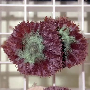 Blastomusa Wellsi Green S-size (5 a 7cm) kopen | Coralandfishstore.nl