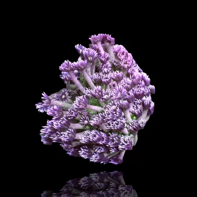 Kaufen Sie Goniopora Tenuidens Purple Indonesia S-Size | Coralandfishstore.nl