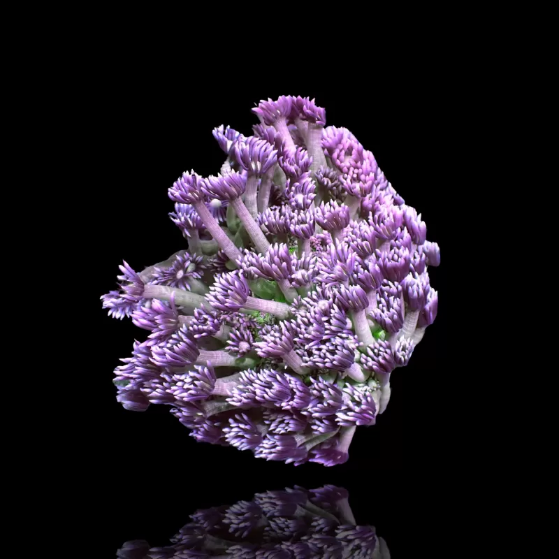 Kaufen Sie Goniopora Tenuidens Purple Indonesia S-Size | Coralandfishstore.nl