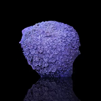 Goniopora Tenuidens Paars