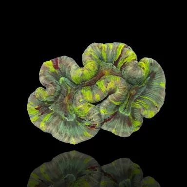 Trachyphyllia Geoffroyi sp. kopen | Coralandfishstore.nl