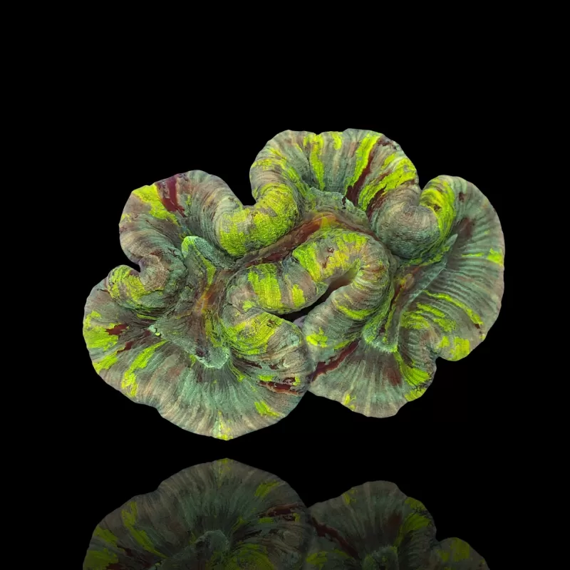 Trachyphyllia Geoffroyi sp. kopen | Coralandfishstore.nl