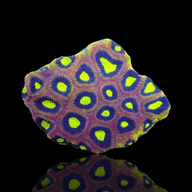 Goniastrea Alien Eye - Dragon Soul bestellen ? l Coralandfishstore.nl