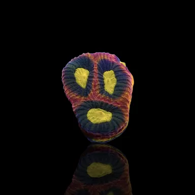 Goniastrea Alien Eye - Dragon Soul bestellen ? l Coralandfishstore.nl