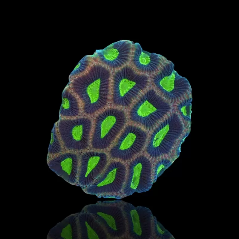 Favites Complanata Alien Eye|Dragon Soul bestellen ? l Coralandfishstore.nl