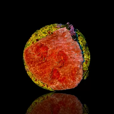 Echinophyllia (Chalice) Ultra Red kopen | Coralandfishstore.nl