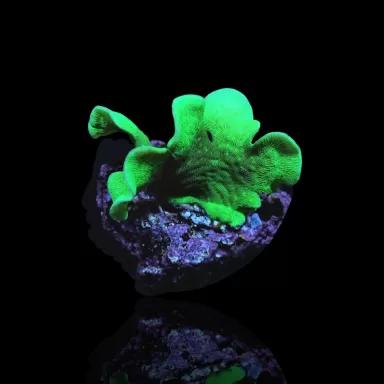 Pavona Cactus bestellen? l Coralandfishstore.nl