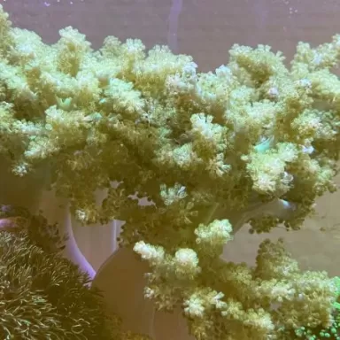 Weichkorallen-Paket ✔ Einfach online bestellen! ✔ Niedrigster Preis