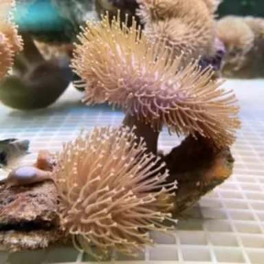 Weichkorallen-Paket ✔ Einfach online bestellen! ✔ Niedrigster Preis