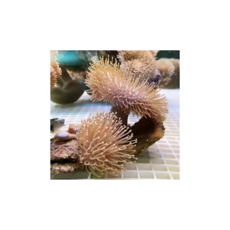 Soft Coral Pack ✔ Bestel eenvoudig online! ✔ Laagste prijs