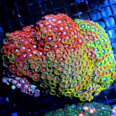 Soft Coral Pack ✔ Bestel eenvoudig online! ✔ Laagste prijs