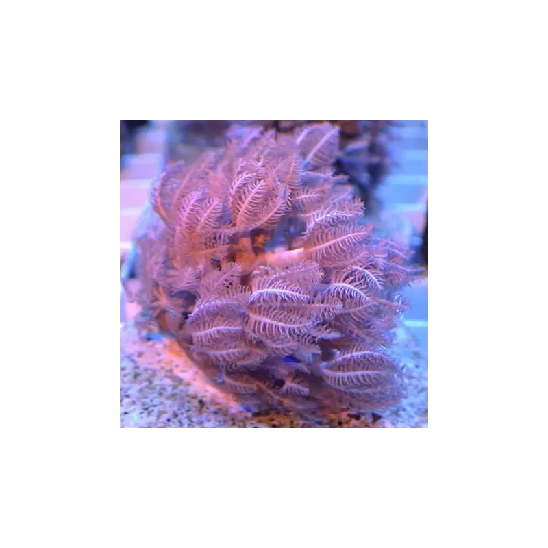 Weichkorallen-Paket ✔ Einfach online bestellen! ✔ Niedrigster Preis