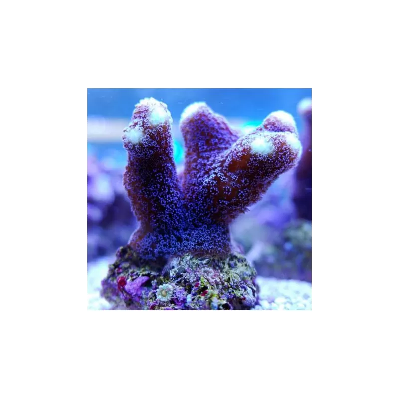 SPS Hard Coral Pack ✔ Bestel eenvoudig online! ✔ Laagste prijs