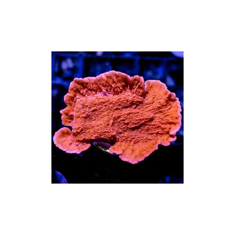 SPS Steinkorallen Pack ✔ Einfach online bestellen! ✔ Niedrigster Preis