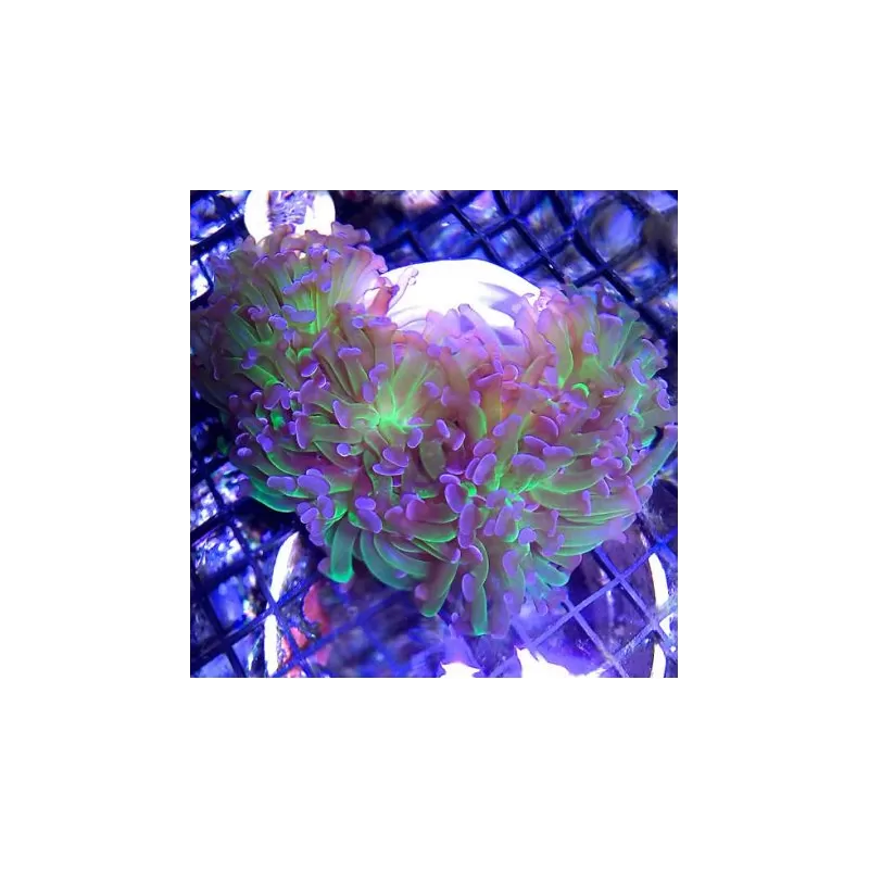 SPS Hard Coral Pack ✔ Bestel eenvoudig online! ✔ Laagste prijs