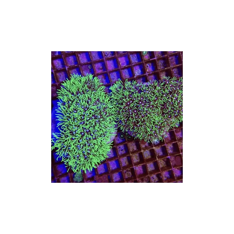 Starpolyp Pack ✔ Einfach online bestellen! ✔ Niedrigster Preis