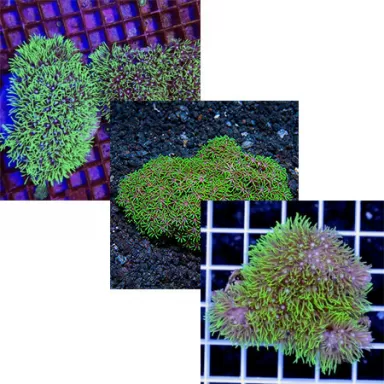 Starpoliep Pack (3 stuks)