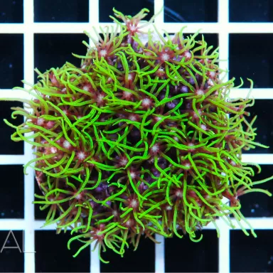 Starpolyp Pack ✔ Einfach online bestellen! ✔ Niedrigster Preis