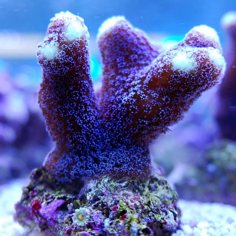 Duo Pack Stylophora + Montipora ✔ Bestel eenvoudig online! ✔ Laagste prijs