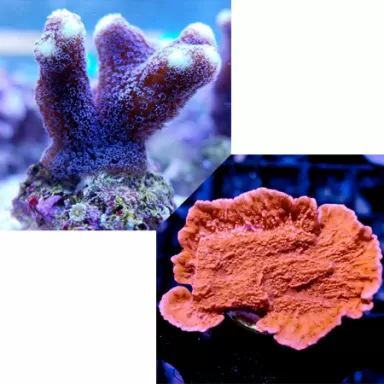 Duo Pack Stylophora + Montipora