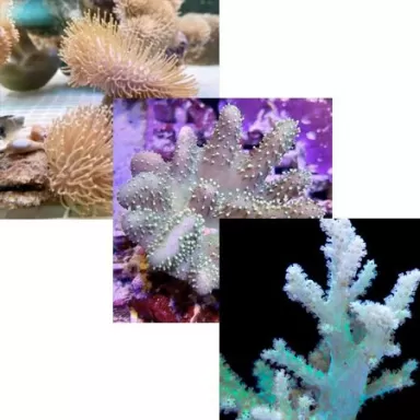 Leder Pack ✔ Bestel eenvoudig online! ✔ Laagste prijs