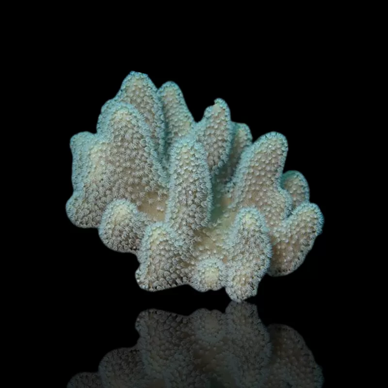 Lederpaket ✔ Einfach online bestellen! ✔ Niedrigster Preis