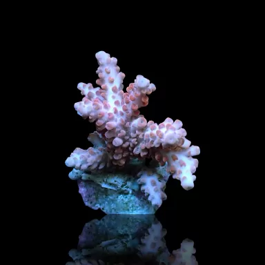 Acropora Frag Pack ✔ Bestel eenvoudig online! ✔ Laagste prijs
