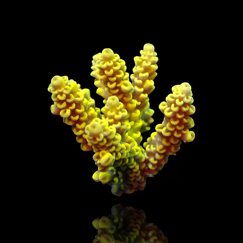 Acropora Frag Pack ✔ Bestel eenvoudig online! ✔ Laagste prijs