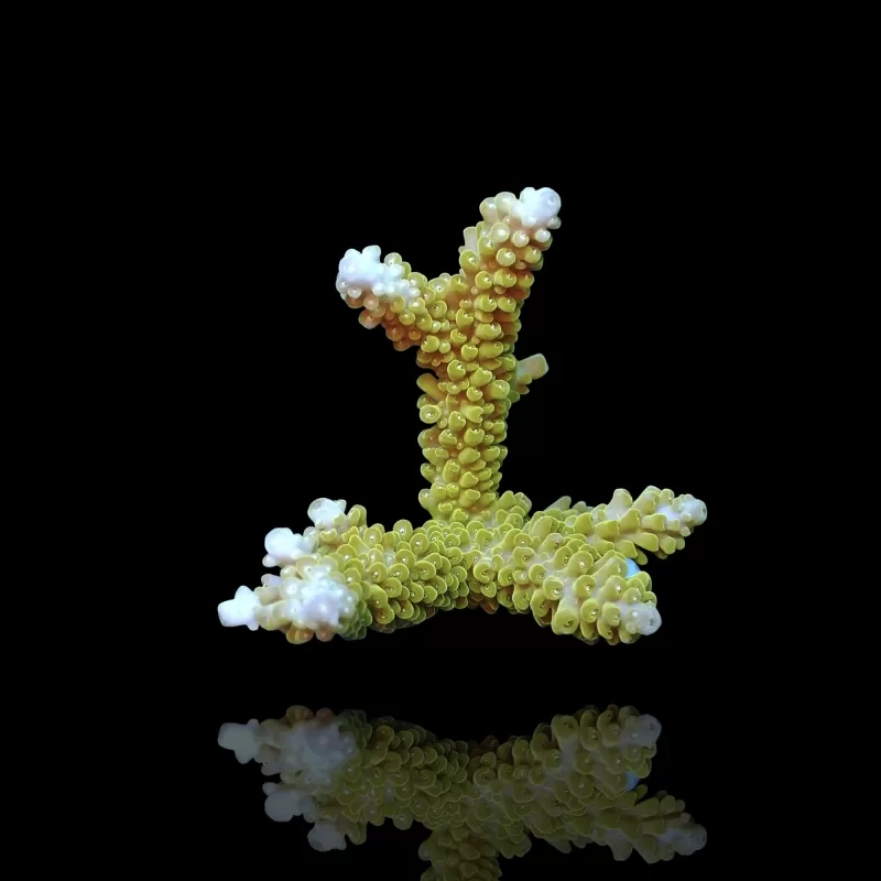 Acropora Frag Pack ✔ Bestel eenvoudig online! ✔ Laagste prijs