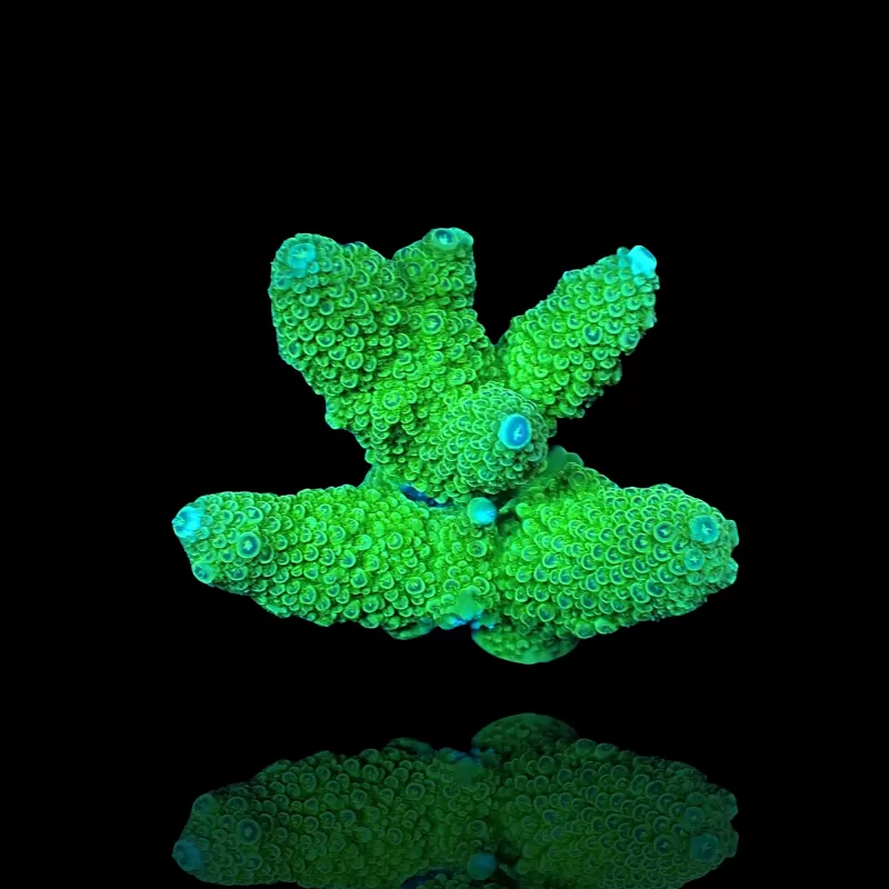 Acropora Frag Pack ✔ Einfach online bestellen! ✔ Niedrigster Preis