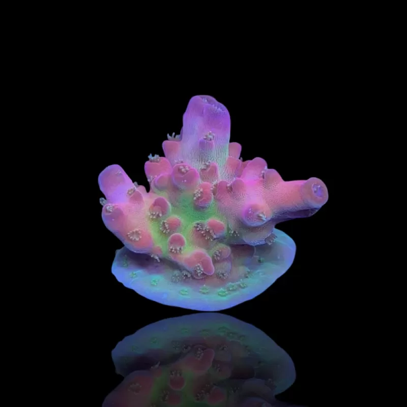 Acropora Frag Pack ✔ Bestel eenvoudig online! ✔ Laagste prijs