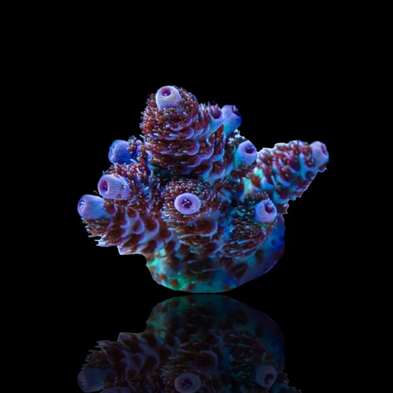 Acropora Frag Pack ✔ Bestel eenvoudig online! ✔ Laagste prijs