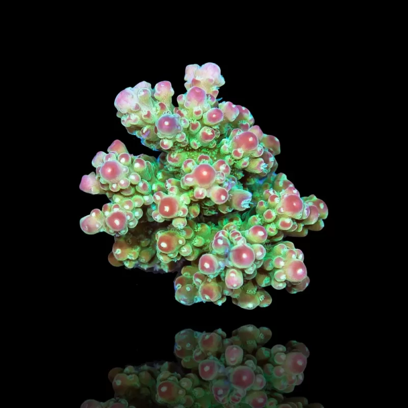 Acropora Frag Pack ✔ Einfach online bestellen! ✔ Niedrigster Preis