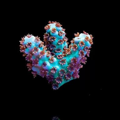 Acropora Frag Pack ✔ Einfach online bestellen! ✔ Niedrigster Preis