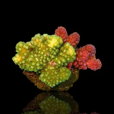 Acropora Frag Pack ✔ Einfach online bestellen! ✔ Niedrigster Preis