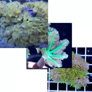 Polypen Pack ✔ Einfach online bestellen! ✔ Niedrigster Preis