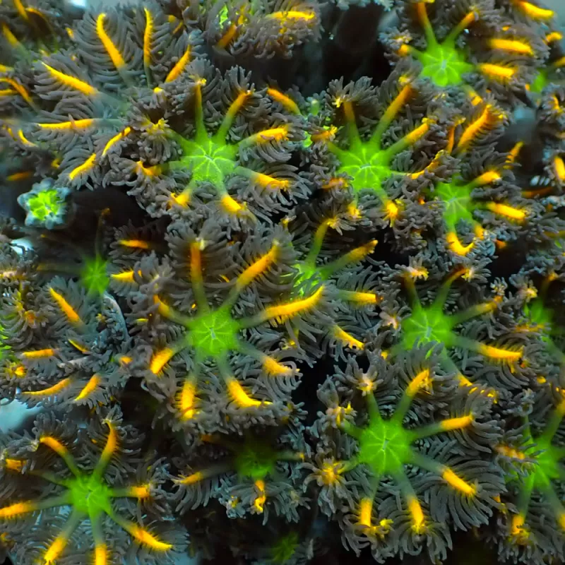 Poliepen Pack ✔ Bestel eenvoudig online! ✔ Laagste prijs