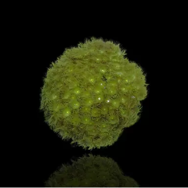 Polypen Pack ✔ Einfach online bestellen! ✔ Niedrigster Preis