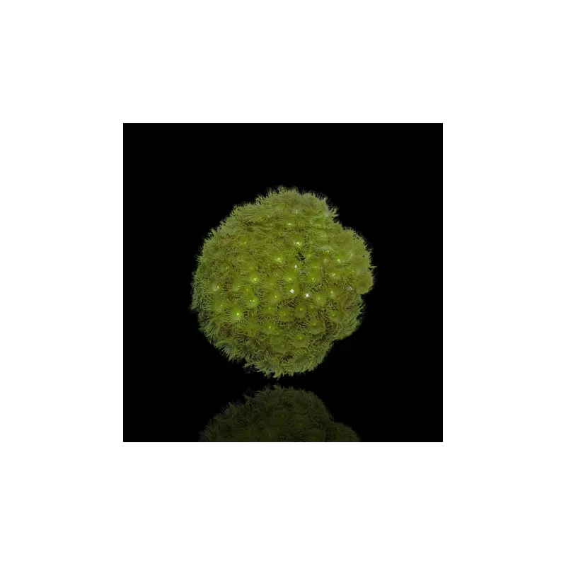 Poliepen Pack ✔ Bestel eenvoudig online! ✔ Laagste prijs