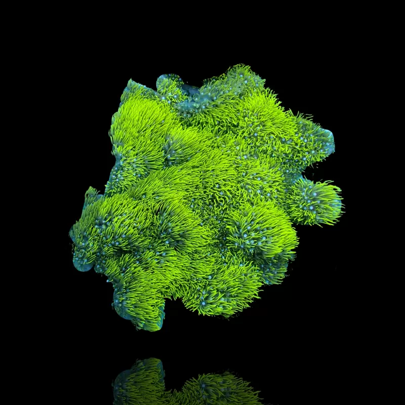 Polypen Pack ✔ Einfach online bestellen! ✔ Niedrigster Preis