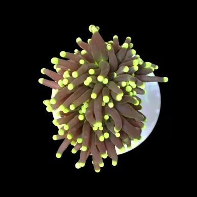 Euphyllia Pack ✔ Einfach online bestellen! ✔ Niedrigster Preis