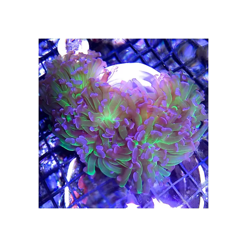 Euphyllia Pack ✔ Einfach online bestellen! ✔ Niedrigster Preis