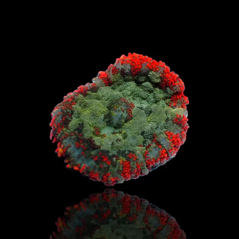 Rhodactis Pack ✔ Einfach online bestellen! ✔ Niedrigster Preis